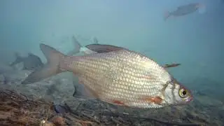 White bream