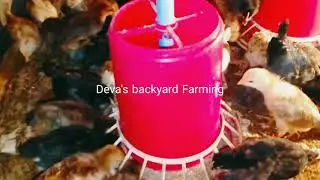 14 day old Desi Kaveri breed chicks feeding in Deva's Backyard Farming.
