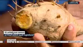 മുന്&zwj;പുണ്ടാകാത്ത രീതിയില്&zwj; കൃഷിയില്&zwj; കൈപൊള്ളി മഞ്ഞൾ കർഷകൻ  |Turmeric farmers crisis
