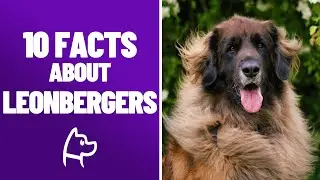 Leonbergers Are The Lions Of Dog World
