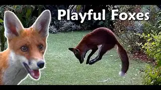Playful Foxes