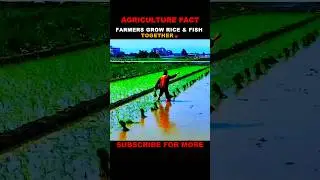 Farmers Grow Rice & Fish Together 🌾🐟 #facts #sorts #agriculture