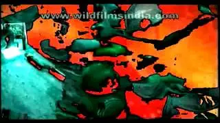 frogfeathers - 