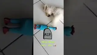 Toy Poodle vs Chicken Part 1