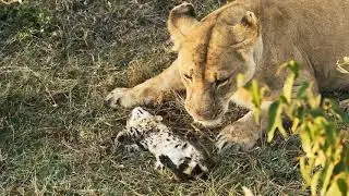 Serval vs Lion extremely rare