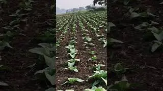 #🌱pogaku &🌿🌶️#mirchi farming 🌶️#