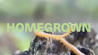 Homegrown: Building a Post-carbon Future