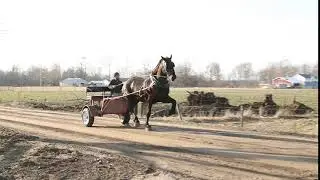 Lot 445 Topeka Draft Horse Sale