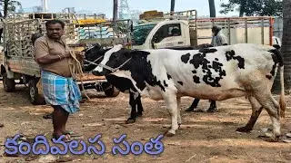 కందివలస సంతల 05-12-2025