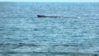 Humpback Whales along Moreton Island