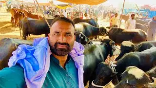 Aj da Vilogs Badiyana Sialkot Mandi da majja te majja de Rait chak kro