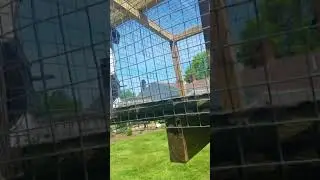 KEEPING CROWS OUT OF THE BIRD FEEDER