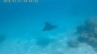 Devil fish,&nbsp;Mobula mobular