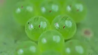 Time-Lapse of Bug Eggs hatching