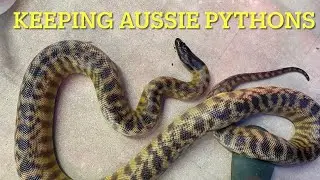 SNAKES  the BLACK HEADED PYTHON  how to keep and breed #1