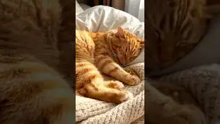 ABHI ISE KOI REACTION NAHI DUNGA VARNA ISKI VIDEO VIRAL HO JAYEGI#viral #shortvideo #cutecat #cat