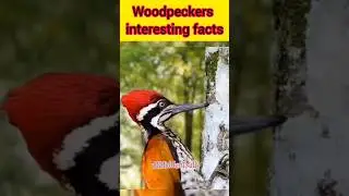 Woodpecker interesting facts #shorts #viral #animals #ashiddentruth