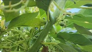 Avocado Topwork Project - May 2024