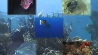 Требуются здоровые рифы на английском языке