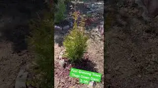 2-3 foot thuja Green Giant from Fast Growing Trees 🌲 so far so good!