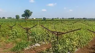 Tomato farm Nashik