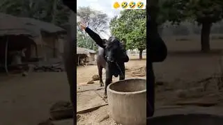 🫵🤣🤣🤣 टॉप कॉमेडी वीडियो animal,#animals sound video, animal's video,#village animal video,#short