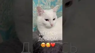 Руна не умеет переходить дорогу #youtubecatshorts #cat #catlovers #catshorts #shortsfeed #cutecat