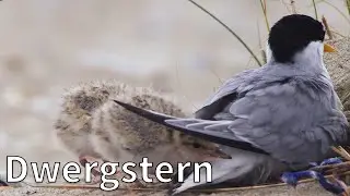 Dwergsterns op de Razende Bol | Op pad met Ruben