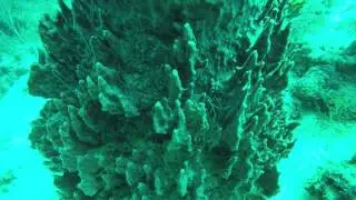 Banded Coral Cleaner Shrimp Stenopus hispidus Giant Barrel Sponge Xestospongia muta Belize #shorts