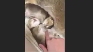 Clapping time romantic cat & sleep sath in babe cat/cute/osm/funny@goldenpetsnature3387