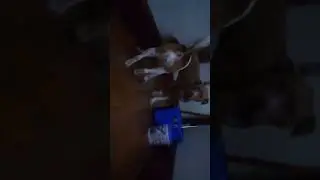 Dogs going crazy over a ball