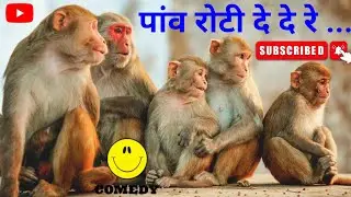Monkey kaka video monkey comedy  Baby monkey kiki funny monkey video comedy video/took took masti