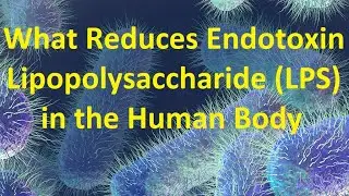 What Reduces Endotoxin Lipopolysaccharide (LPS) in the Human Body