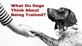Animal Communication Basics : What Do Dogs Think About Being Trained?