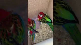 Rosella parrot with babies😍
