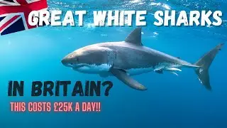GREAT WHITE SHARKS in Britain - Confirmed Expert UK Expedition! 2022.