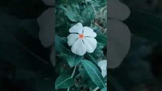 #cinematic #green #cinematography #flowers #flower #gardan #cinematicvideo #cinematicphotography