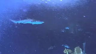 PDZA Shark dive10