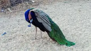 REAL Rare Peacock | Mor  | Pavo Real | Peacock Hut