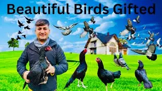 Dost Ne Farmhouse Ke Liye Birds Gift Kar Diye #dailyvlog #birds #aseel #vlog #viral #farmhouse #yt