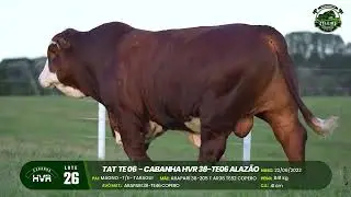 LOTE 26: CABANHA HVR 38-TE06 ALAZ&Atilde;O (2&deg; Leil&atilde;o Celeiro Catarinense de gen&eacute;tica - 11/06/2025)