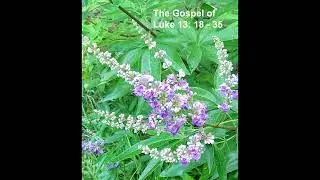 A reading of the Gospel of Luke 13:18 - 35