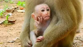 🥰😊 A cute baby monkey and lovely.