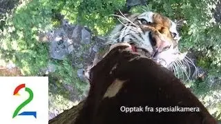 Slik er det å bli spist av en tiger!  How it is being eaten by a tiger