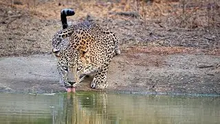 Sri Lanka Yala National Park Leopard Expedition