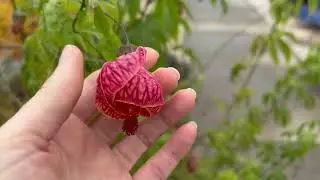 Growing Red Vein Indian Mallow; My Most Beautiful Ornamental Flower
