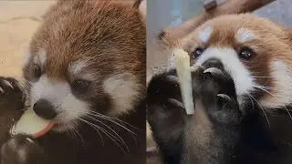 【屋外組に来園客をとられても屋内で可愛い姿を見せてくれるレッサーパンダのキラリと　かえで、他・・・】～Nishiyama Zoo red pandas～
