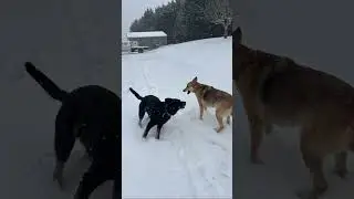 Snow fun cows, dogs, and kids. #ranching #smallranch #cow #dog #snow
