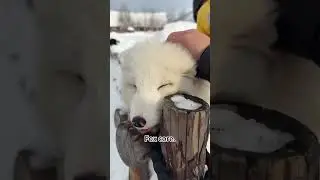 FOX CORE COMPILATION #17 CUTE VIDEOS #fox #love #animals #nature #cute #cat #dog #family #forest