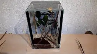 Terrarium einrichten für Gottesanbeterin #02